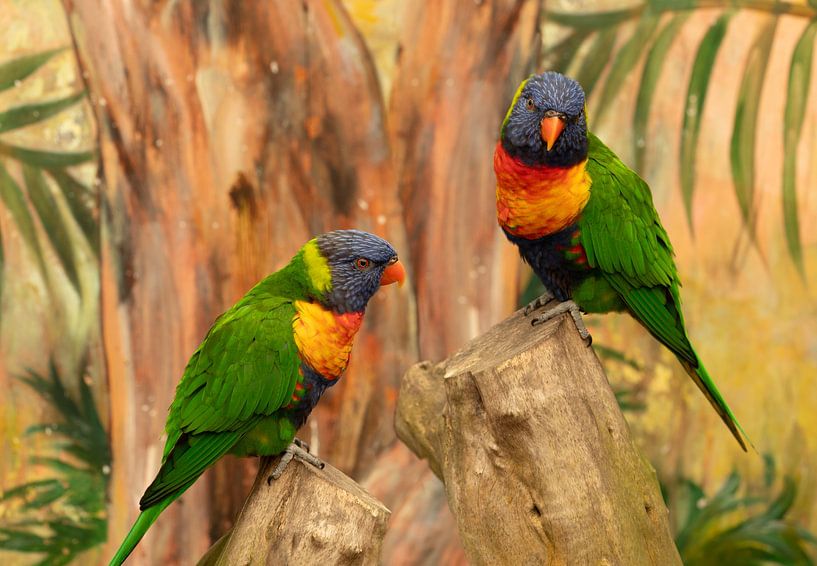 Papegaai. Regenbooglori. van Alie Ekkelenkamp