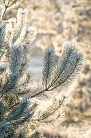 Winterlicht op Dennennaalden IJzige Details in een Zachte Gloed