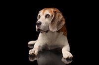 Chien Beagle