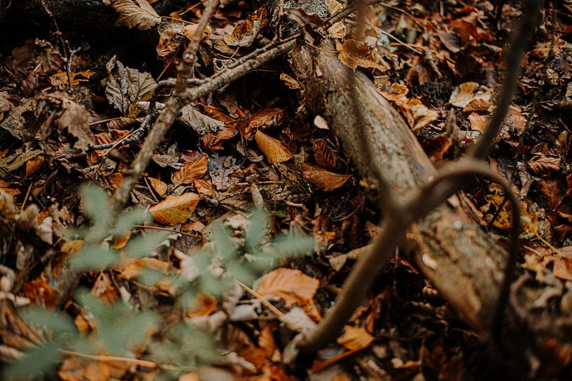 Finden Sie den Frosch! von Norel Noura