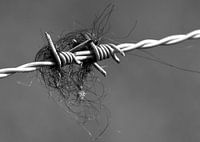 Prikkeldraad met vacht