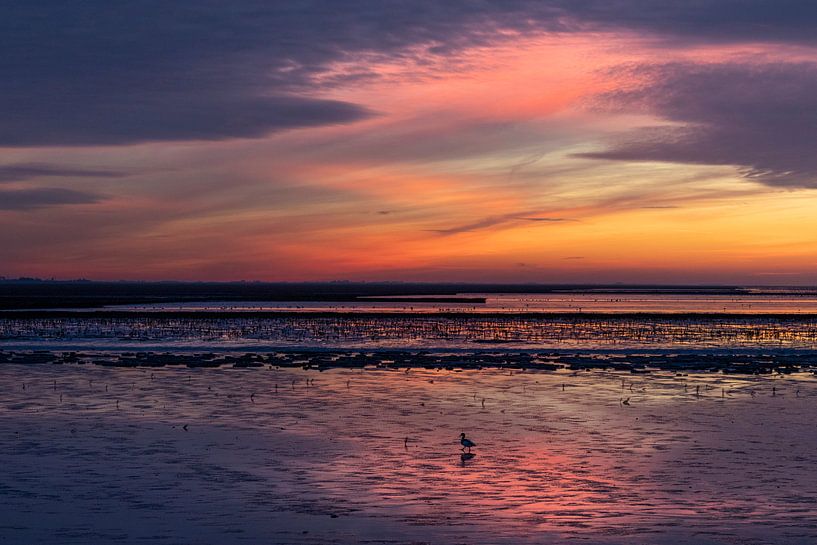 Shelduck at sunset by Anja Brouwer Fotografie