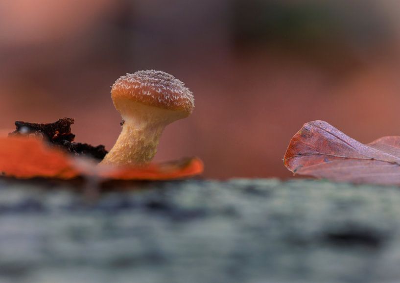 Ein Pilz namens Hallimash im sanften Abendlicht. Man nennt ihn auch Honigpilz. von Horst Husheer