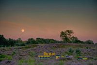 moonrise sur les landes