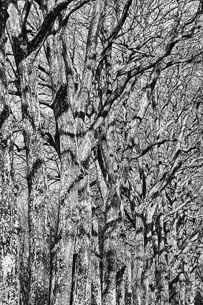 Plane trees by Hanneke Luit