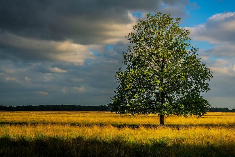Drenthe Doldersumveld by Jan Peter Nagel