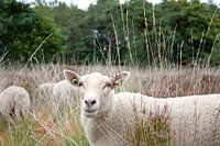 Mutterschaf in Harmonie