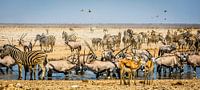 Spektakuläre Safari-Szene am Wasserloch in Etosha, Namibia