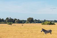Zebra auf freiem Feld in Sambia