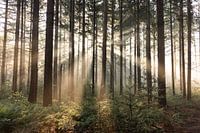 Sonnenaufgang im Wald