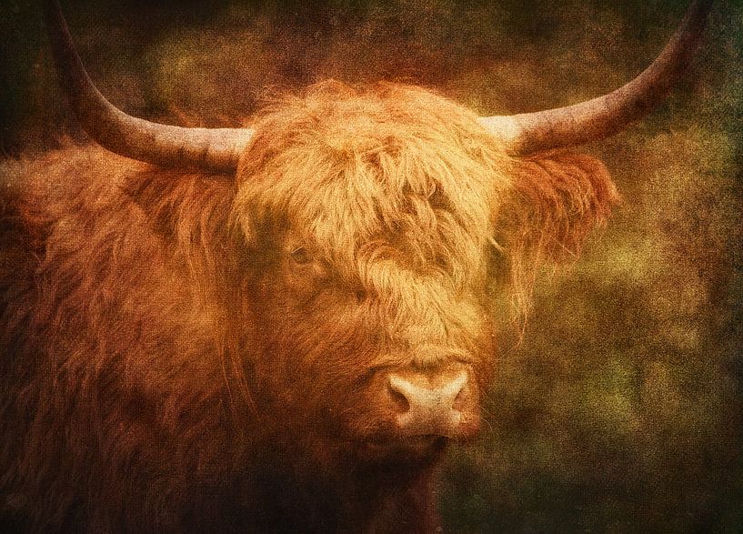 Schottischer Hochlandbewohner von hanny bosveld