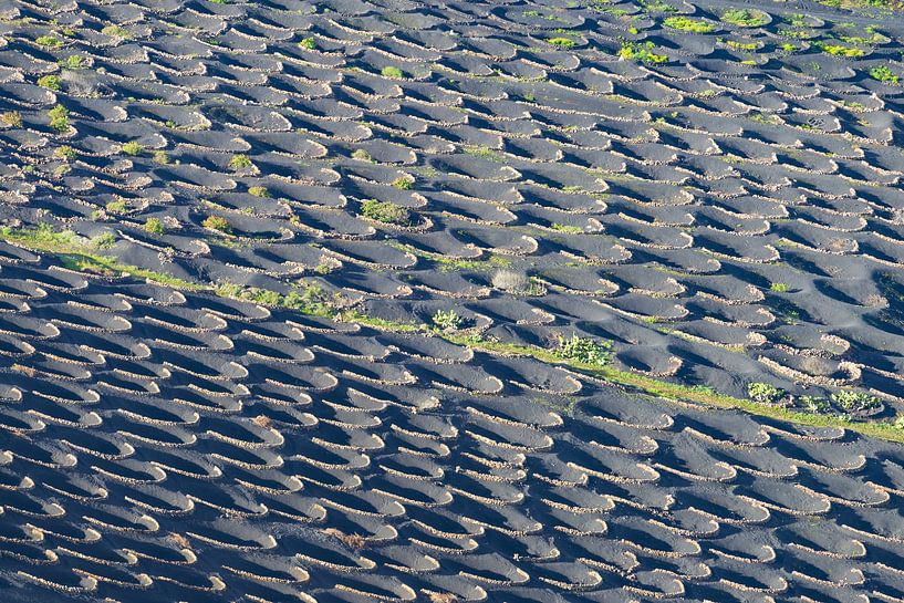 La Geria wine region by Walter G. Allgöwer