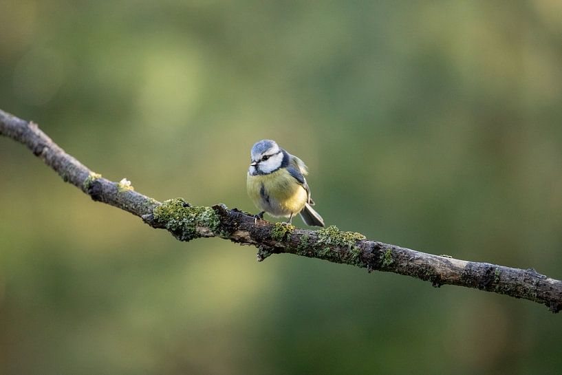 Blaumeise auf Zweig 2 von Tanja van Beuningen