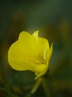 Gentle Evening Primrose