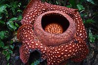 Rafflesia, Indonesia