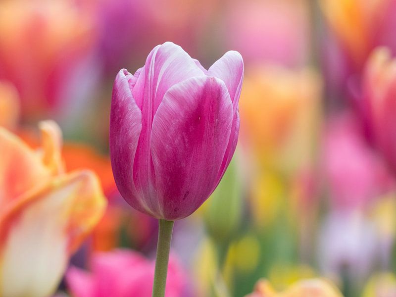 Lila Tulpe mit bunten Tulpen im Hintergrund von Laurens de Waard