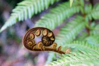 Young New Zealand silver fern