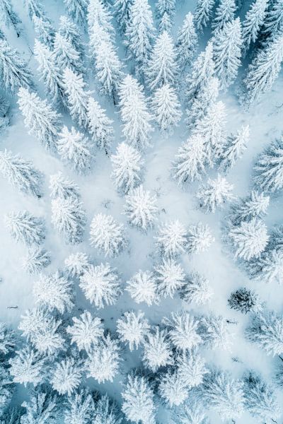 La forêt d'hiver vue d'en haut par Poster Art Shop