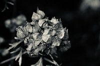 Black&White Malva Moschata