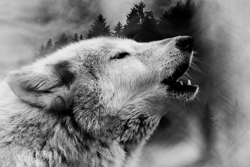 Loup &amp; Forêt 2 par Mateo