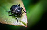 black beetle on leaf