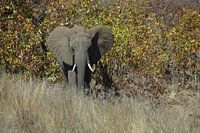 Olifant / Elephant, Krugerpark, Zuid-Afrika