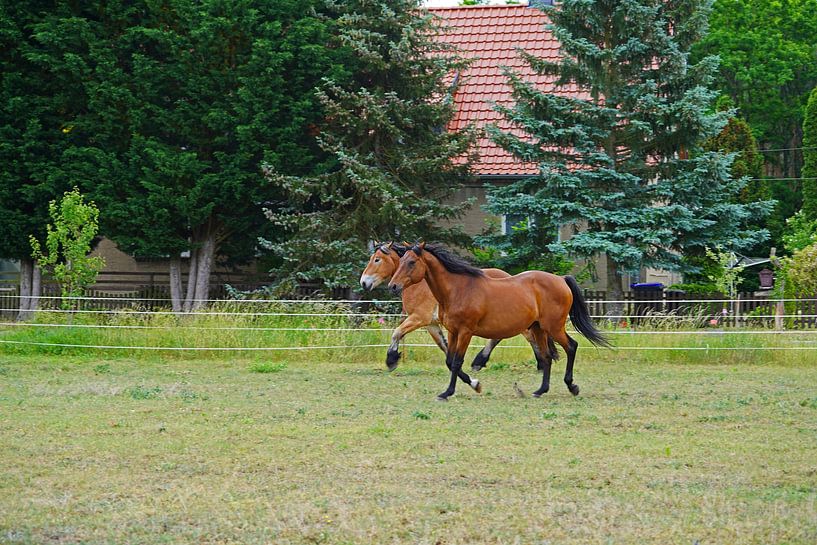 Trakehner Feldmeyer et Rheinisch Deutsches Kaltblut Enzo par Babetts Bildergalerie
