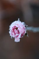 Rose congelée