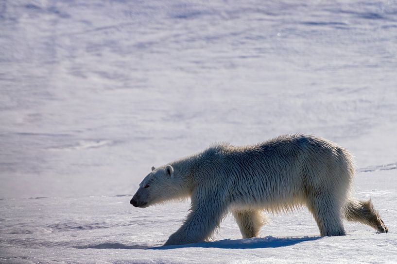 L'ours polaire par Merijn Loch