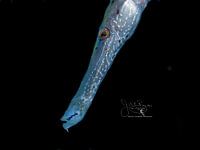 Trompetvis Portret, Bonaire