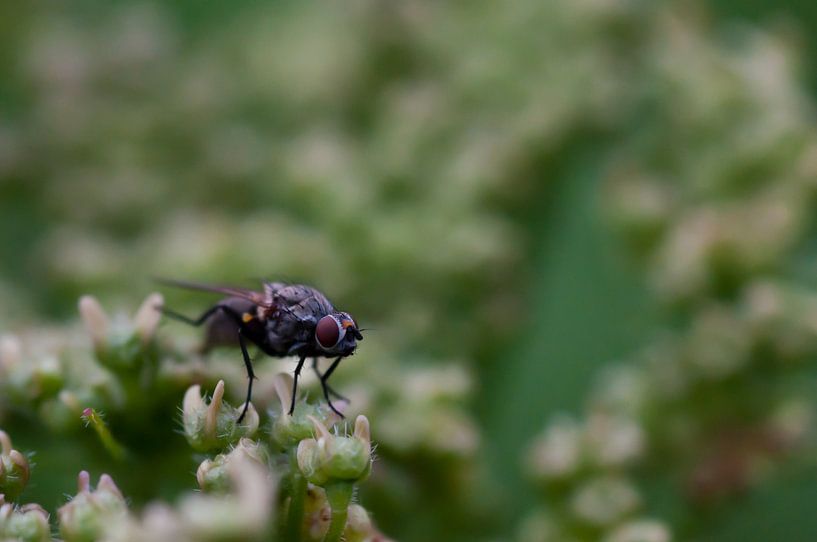 Fliege von Anita van Hengel
