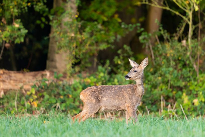 Junger Rehbock von Sven Scraeyen