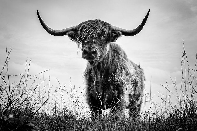 Schottischer Highlander auf der Jiltdijksheide in Opende von Martijn van Dellen