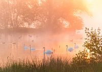 Cygnes dans le brouillard