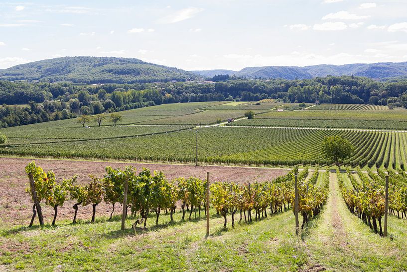 Wijngaard Frankrijk von Tess Smethurst-Oostvogel