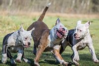 Playtime Pacman & Puppy's