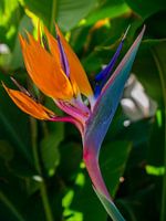 Fleur de l'oiseau de paradis