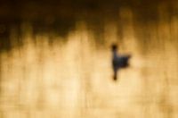 Lachmöwe Zusammenfassung