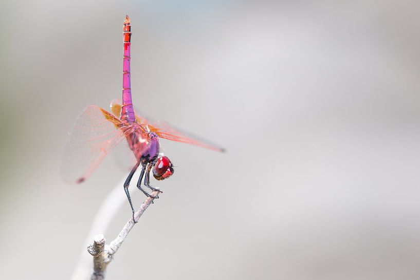 Purperlibel man von Tjomme Fernhout