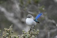 Blue Wren