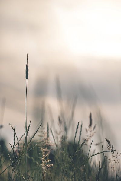 Gras gegen die untergehende Sonne von Robert Wiggers
