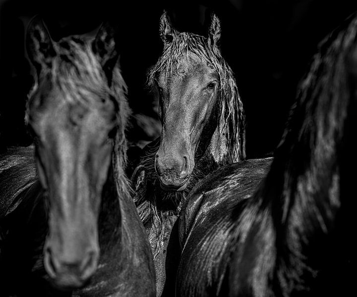 Portrait d'un cheval en noir et blanc par Harrie Muis