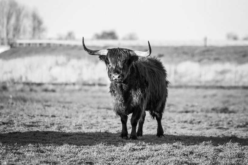 Scottish Highlander in the evening sun by Maria-Maaike Dijkstra