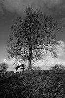 Repos : vache au pâturage sous un arbre majestueux