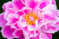 Detail von oben einer Pfingstrose