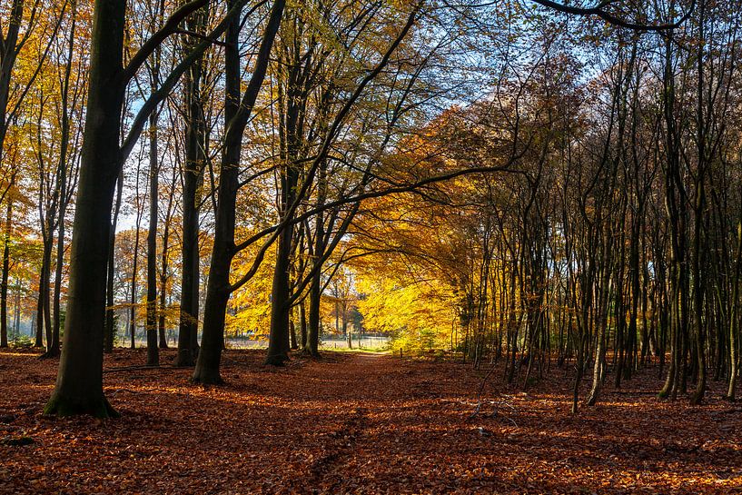 Beautiful autum ncolors in Speulderbos by Nel Diepstraten