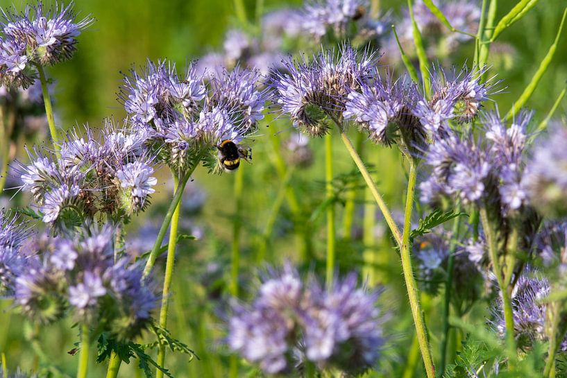 Lila blühende Phacelia Blumen von Jolanda de Jong-Jansen
