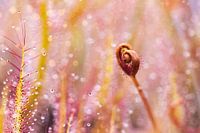 Sonnentau Landschaft