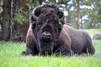 Krachtige bizon ligt te herkauwen