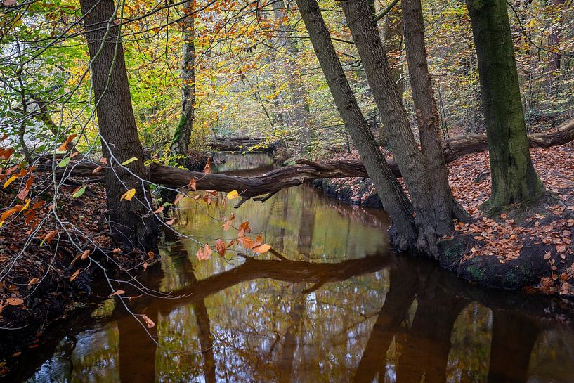 Autumn forest, Leuvenum stream by Evert Jan Kip